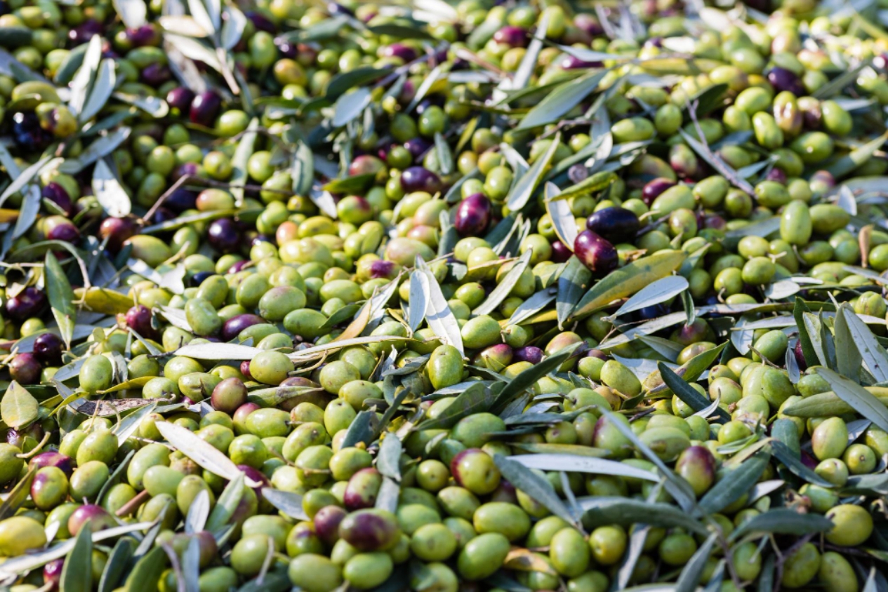 Producción de aceitunas